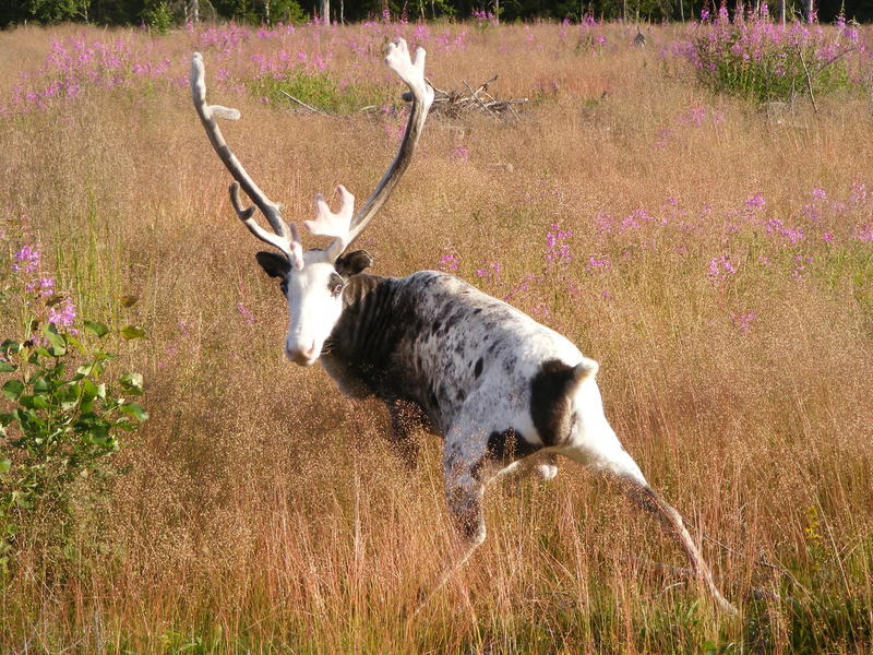 En ren var vänlig nog att posera för kameran. 