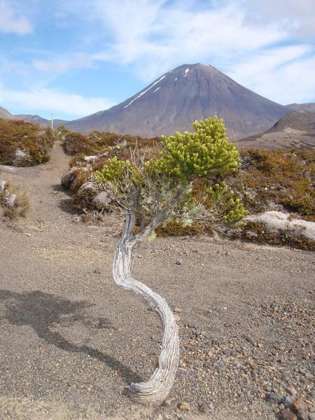 Mt Ngauruhoe i soluppgång