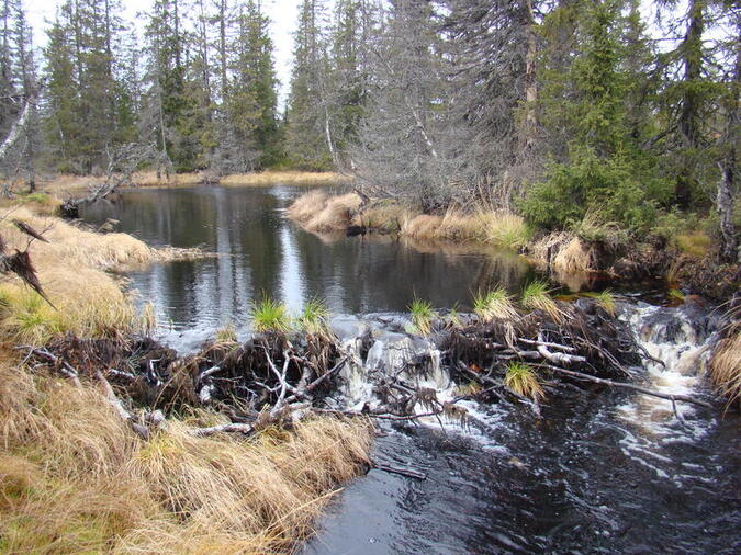 En av Välingans bäverdammar