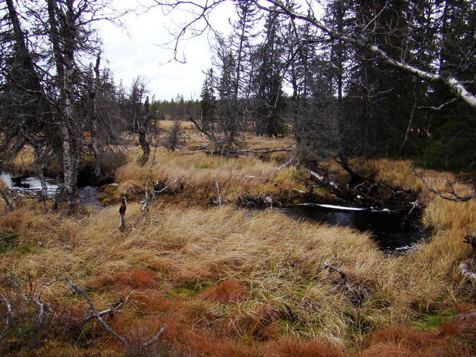 Mustiga höstfärger