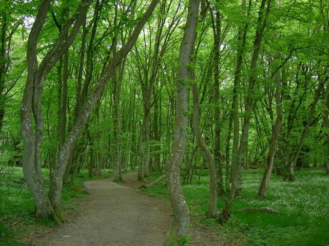 Bokskogen silar ljuset