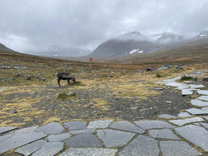 Obrydda renar vid Sylarnas Själlstation