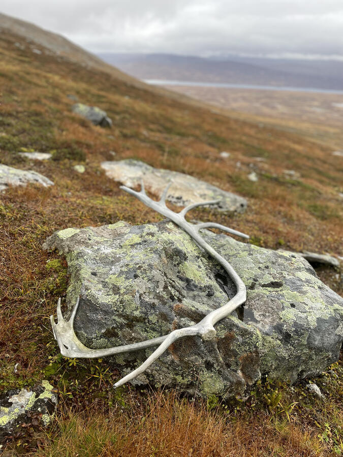 Renhorn nära Västra Helagsskaftet