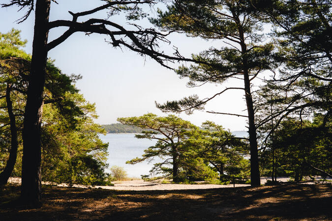 Sandhamn. Foto: Foto-Oskar Scheller/Visit Stockholm Skuggbelagda tallar på Sandhamn. I bakgrunden syns havet.
