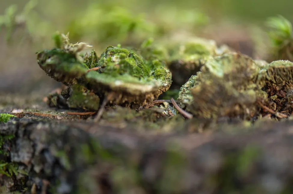 Klicka för att förstora