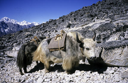 yaks