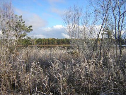 Efter första snöfallet, Stora Agnsjön, Florarna