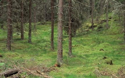 tiomila_skogen