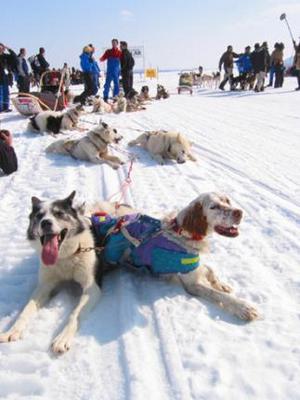 Jag ÄR ingen Husky!