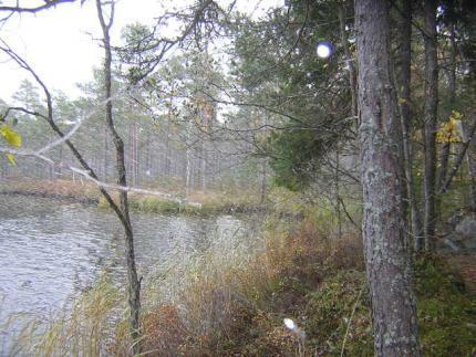 Första snön vid Stora Agnsjön, Florarna