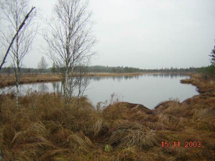 Gråmurrig dag vid Risö trusk, Florarna