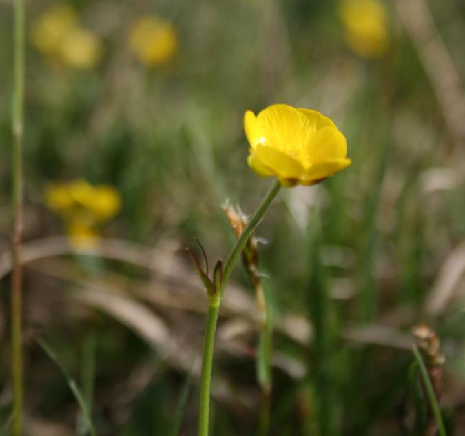 Bild Smörblomma Utsidan