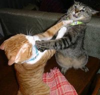 catfight1.jpg